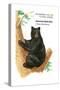 American Black Bear (Ursus Americanus), Mammals-Encyclopaedia Britannica-Stretched Canvas