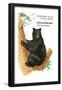 American Black Bear (Ursus Americanus), Mammals-Encyclopaedia Britannica-Framed Poster