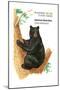 American Black Bear (Ursus Americanus), Mammals-Encyclopaedia Britannica-Mounted Poster