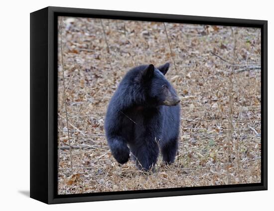 American Black Bear-Gary Carter-Framed Stretched Canvas