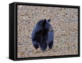 American Black Bear-Gary Carter-Framed Stretched Canvas