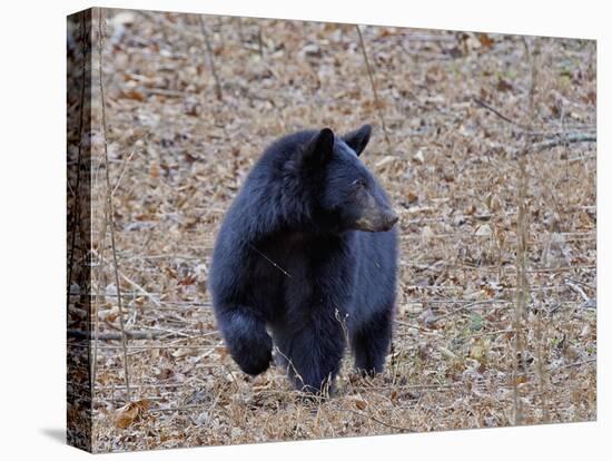 American Black Bear-Gary Carter-Stretched Canvas