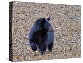 American Black Bear-Gary Carter-Stretched Canvas