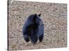 American Black Bear-Gary Carter-Stretched Canvas