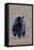 American Black Bear-Gary Carter-Framed Stretched Canvas