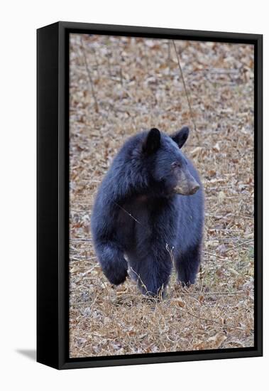 American Black Bear-Gary Carter-Framed Stretched Canvas