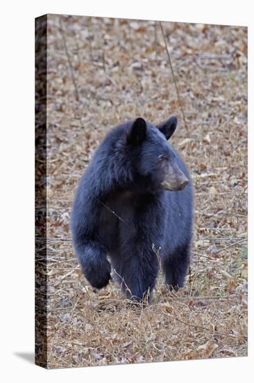 American Black Bear-Gary Carter-Stretched Canvas