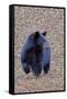 American Black Bear-Gary Carter-Framed Stretched Canvas