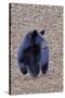 American Black Bear-Gary Carter-Stretched Canvas