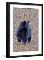 American Black Bear-Gary Carter-Framed Premium Photographic Print