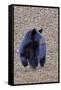American Black Bear-Gary Carter-Framed Stretched Canvas