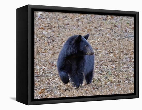 American Black Bear-Gary Carter-Framed Stretched Canvas