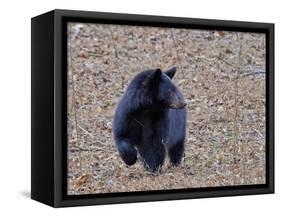 American Black Bear-Gary Carter-Framed Stretched Canvas