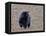 American Black Bear-Gary Carter-Framed Stretched Canvas