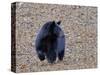 American Black Bear-Gary Carter-Stretched Canvas