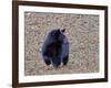 American Black Bear-Gary Carter-Framed Photographic Print