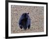 American Black Bear-Gary Carter-Framed Photographic Print