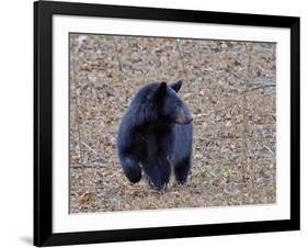 American Black Bear-Gary Carter-Framed Photographic Print