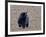 American Black Bear-Gary Carter-Framed Photographic Print