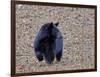 American Black Bear-Gary Carter-Framed Photographic Print