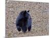American Black Bear-Gary Carter-Mounted Photographic Print