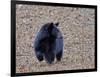 American Black Bear-Gary Carter-Framed Photographic Print