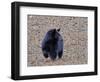 American Black Bear-Gary Carter-Framed Photographic Print