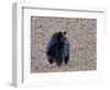 American Black Bear-Gary Carter-Framed Photographic Print