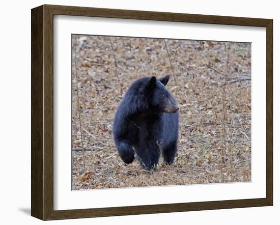 American Black Bear-Gary Carter-Framed Photographic Print