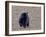 American Black Bear-Gary Carter-Framed Photographic Print