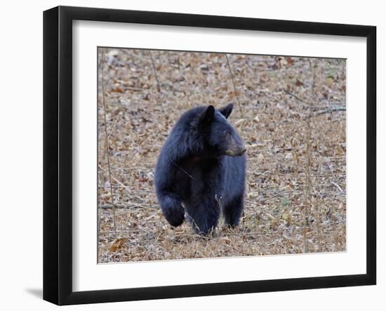 American Black Bear-Gary Carter-Framed Photographic Print