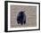 American Black Bear-Gary Carter-Framed Photographic Print