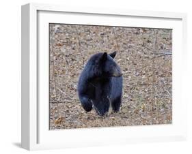 American Black Bear-Gary Carter-Framed Photographic Print