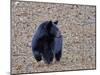 American Black Bear-Gary Carter-Mounted Photographic Print