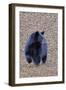 American Black Bear-Gary Carter-Framed Photographic Print