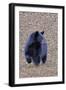 American Black Bear-Gary Carter-Framed Photographic Print