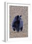 American Black Bear-Gary Carter-Framed Photographic Print