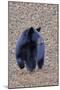 American Black Bear-Gary Carter-Mounted Photographic Print