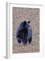 American Black Bear-Gary Carter-Framed Photographic Print