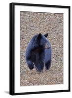 American Black Bear-Gary Carter-Framed Photographic Print