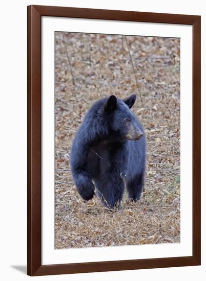 American Black Bear-Gary Carter-Framed Photographic Print