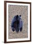 American Black Bear-Gary Carter-Framed Photographic Print