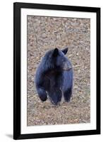 American Black Bear-Gary Carter-Framed Photographic Print