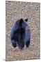 American Black Bear-Gary Carter-Mounted Photographic Print