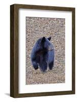 American Black Bear-Gary Carter-Framed Photographic Print