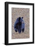 American Black Bear-Gary Carter-Framed Photographic Print