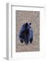 American Black Bear-Gary Carter-Framed Photographic Print