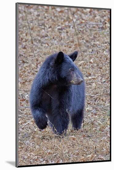 American Black Bear-Gary Carter-Mounted Photographic Print