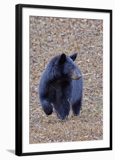 American Black Bear-Gary Carter-Framed Photographic Print