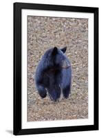 American Black Bear-Gary Carter-Framed Photographic Print